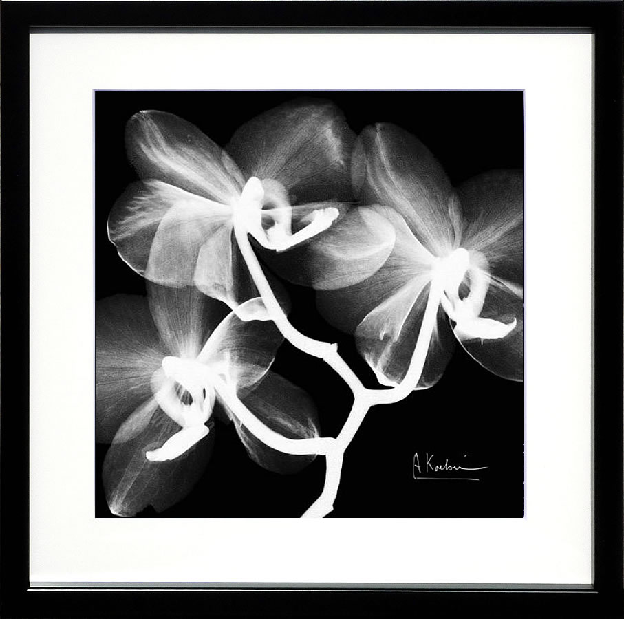 【ライセンスプリント】レントゲンアート XRay 絵画 ポスター アートパネル モダン アート 絵 複製画 版画 抽象画 作品 リトグラフ シルクスクリーン アートフレーム インテリア フレーム付き 壁掛け 北欧 おしゃれアルバート・クーツィール Xray Orchid