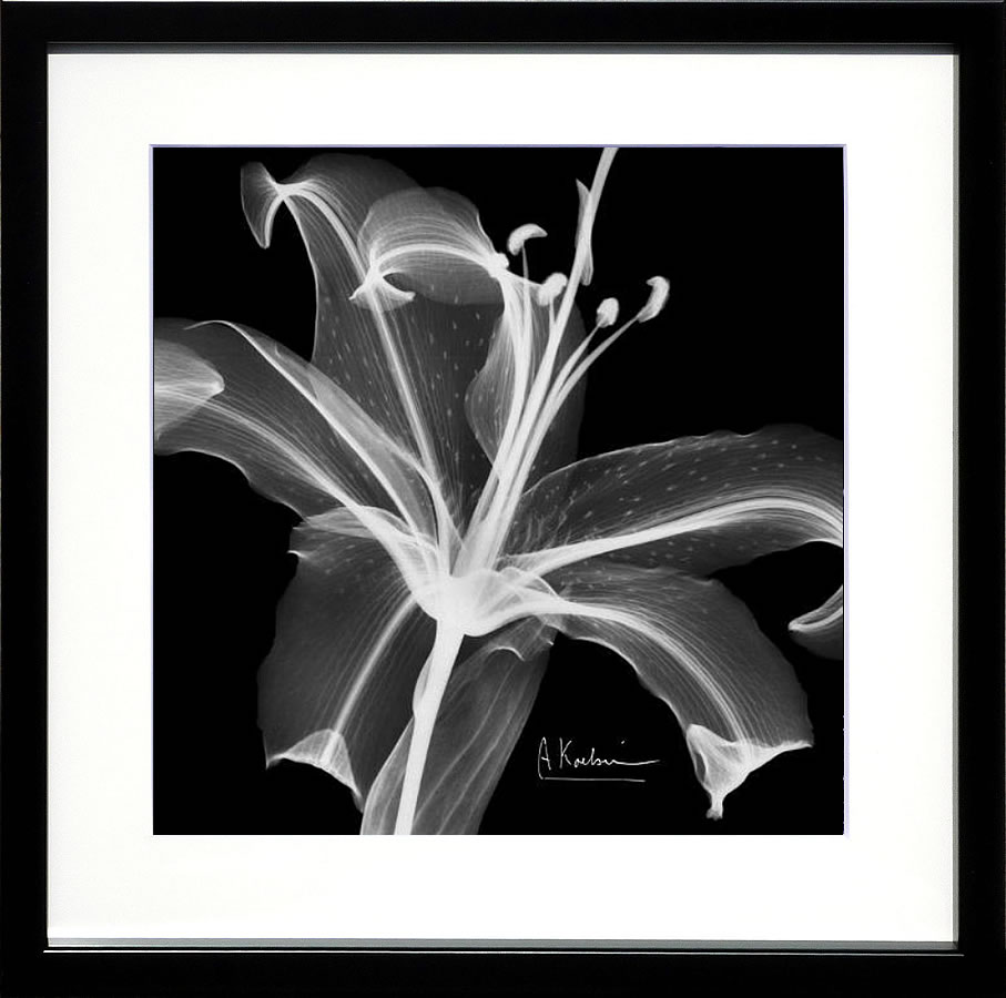 【ライセンスプリント】レントゲンアート XRay 絵画 アート ポスター アートパネル モダン 絵 複製画 版画 抽象画 作品 リトグラフ シルクスクリーン アートフレーム インテリア フレーム付き 壁掛け 北欧 おしゃれアルバート・クーツィール Xray Lily