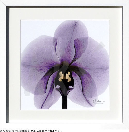 【ライセンスプリント】レントゲンアート XRay 絵画 ポスター アートパネル モダン アート 絵 複製画 版画 抽象画 作品 リトグラフ シルクスクリーン アートフレーム インテリア フレーム付き 壁掛け 北欧 おしゃれアルバート・クーツィール Lilac Orchid