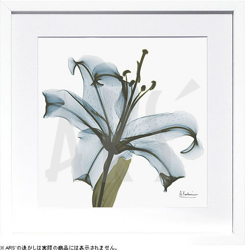 【ライセンスプリント】レントゲンアート XRay 絵画 ポスター アートパネル モダン アート 絵 複製画 版画 抽象画 作品 リトグラフ シルクスクリーン アートフレーム インテリア フレーム付き 壁掛け 北欧 おしゃれアルバート・クーツィール May Lily