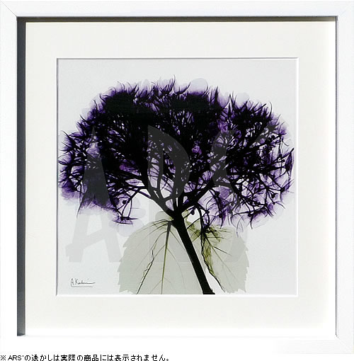 【ライセンスプリント】レントゲンアート XRay 絵画 ポスター アートパネル モダン アート 絵 複製画 版画 抽象画 作品 リトグラフ シルクスクリーン アートフレーム インテリア フレーム付き 壁掛け 北欧 おしゃれアルバート・クーツィール Grape Hydrangea