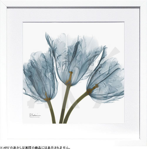 【ライセンスプリント】レントゲンアート XRay 絵画 ポスター アートパネル モダン アート 絵 複製画 版画 抽象画 作品 リトグラフ シルクスクリーン アートフレーム インテリア フレーム付き 壁掛け 北欧 おしゃれアルバート・クーツィール Tulips in Blue