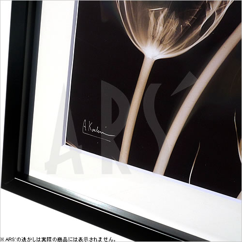 【ライセンスプリント】レントゲンアート XRay 絵画 ポスター アートパネル モダン アート 絵 複製画 版画 抽象画 作品 リトグラフ シルクスクリーン アートフレーム インテリア フレーム付き 壁掛け 北欧 おしゃれアルバート・クーツィール Parrot Tulips 1