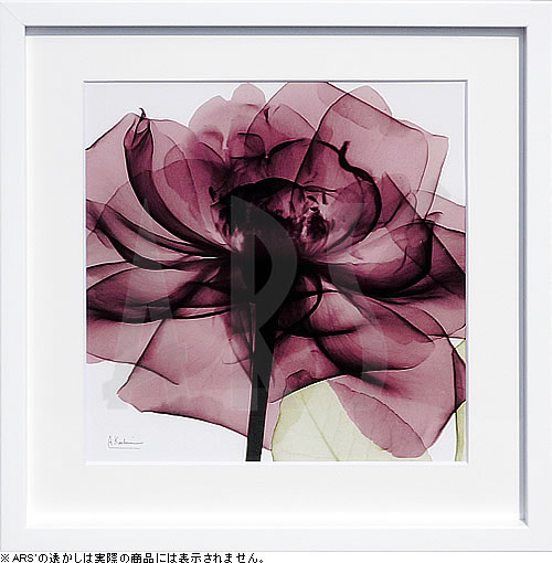 【ライセンスプリント】レントゲンアート XRay 絵画 ポスター アートパネル モダン アート 絵 複製画 版画 抽象画 作品 リトグラフ シルクスクリーン アートフレーム インテリア フレーム付き 壁掛け 北欧 おしゃれアルバート・クーツィール Chianti Rose 2