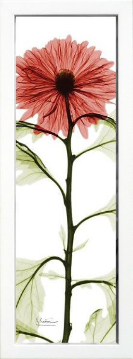 【ライセンスプリント】レントゲンアート XRay 絵画 ポスター アートパネル モダン アート 絵 複製画 版画 抽象画 作品 リトグラフ シルクスクリーン アートフレーム インテリア フレーム付き 壁掛け 北欧 おしゃれアルバート・クーツィール Red Chrysanthemum