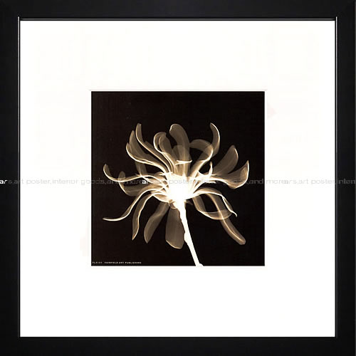 樂天商城 - レントゲンアート アートパネル アート ポスター x－ray アートフレーム インテリア 北欧 おしゃれ 額 入り タペストリー 壁掛け インテリアアートパネル モダンアート 絵画 インテリア 抽象画 ポスター ウォールアートCinnamon Ribbon(セピア)