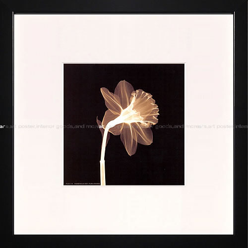 樂天商城 - レントゲンアート アートパネル アート ポスター x－ray アートフレーム インテリア 北欧 おしゃれ 額 入り タペストリー 壁掛け インテリアアートパネル モダンアート 絵画 インテリア 抽象画 ポスター ウォールアートVeiled Blossom(セピア)