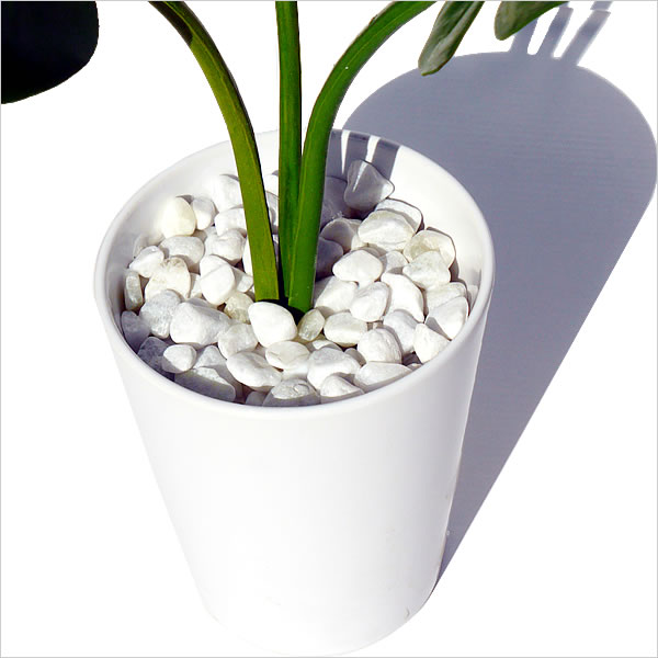 �ե��������꡼�� ����ƥꥢ���꡼�� �����ƥ��ե�����륰�꡼�� �͹����տ�ʪ ¤�� ����ƥꥢ ������� �緿 �ߥ� ��� �������� ������ �ý�����ƥꥢ���꡼�� ��󥹥ƥ� �����󥽥ˡ�