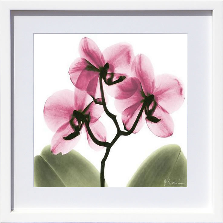 【ライセンスプリント】レントゲンアート XRay 絵画 ポスター アートパネル モダン アート 絵 複製画 版画 抽象画 作品 リトグラフ シルクスクリーン アートフレーム インテリア フレーム付き 壁掛け 北欧 おしゃれアルバート・クーツィール Pink Orchid