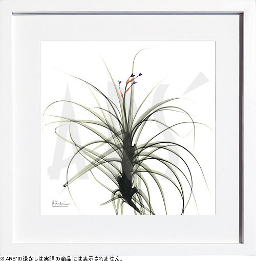 【ライセンスプリント】レントゲンアート XRay 絵画 ポスター アートパネル モダン アート 絵 複製画 版画 抽象画 作品 リトグラフ シルクスクリーン アートフレーム インテリア フレーム付き 壁掛け 北欧 おしゃれアルバート・クーツィール Bianca's Bud