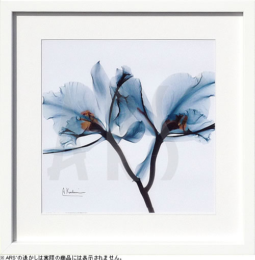 【ライセンスプリント】レントゲンアート XRay 絵画 ポスター アートパネル モダン アート 絵 複製画 版画 抽象画 作品 リトグラフ シルクスクリーン アートフレーム インテリア フレーム付き 壁掛け 北欧 おしゃれアルバート・クーツィール Orchid Blue
