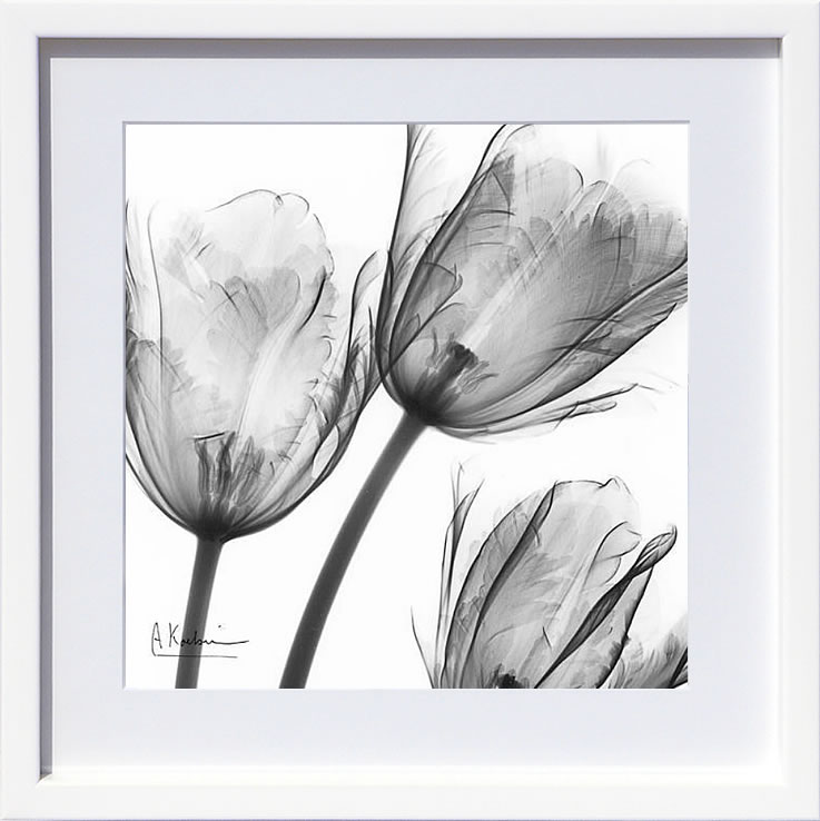 【ライセンスプリント】レントゲンアート XRay 絵画 アート ポスター アートパネル モダン 絵 複製画 版画 抽象画 作品 リトグラフ シルクスクリーン アートフレーム インテリア フレーム付き 壁掛け 北欧 おしゃれアルバート・クーツィール Gray Tulips