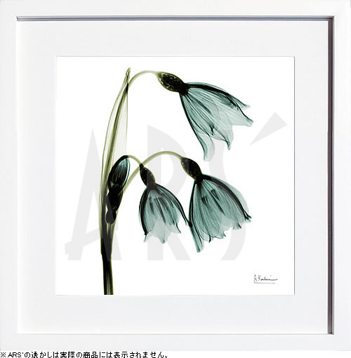 【ライセンスプリント】レントゲンアート XRay 絵画 ポスター アートパネル モダン アート 絵 複製画 版画 抽象画 作品 リトグラフ シルクスクリーン アートフレーム インテリア フレーム付き 壁掛け 北欧 おしゃれアルバート・クーツィール Three Tulips in Green