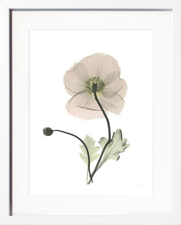 【ライセンスプリント】レントゲンアート XRay 絵画 ポスター アートパネル モダン アート 絵 複製画 版画 抽象画 作品 リトグラフ シルクスクリーン アートフレーム インテリア フレーム付き 壁掛け 北欧 おしゃれアルバート・クーツィール Iceland Poppy Portrait 1