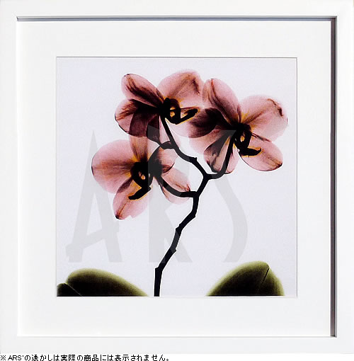 【ライセンスプリント】レントゲンアート XRay 絵画 ポスター アートパネル モダン アート 絵 複製画 版画 抽象画 作品 リトグラフ シルクスクリーン アートフレーム インテリア フレーム付き 壁掛け 北欧 おしゃれアルバート・クーツィールCrystal Flowers Orchid