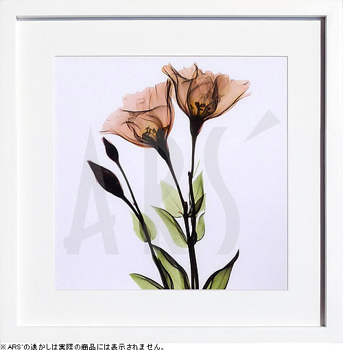 【ライセンスプリント】レントゲンアート XRay 絵画 ポスター アートパネル モダン アート 絵 複製画 版画 抽象画 作品 リトグラフ シルクスクリーン アートフレーム インテリア フレーム付き 壁掛け 北欧 おしゃれアルバート・クーツィール Gentian