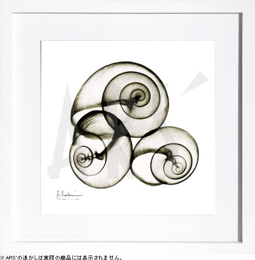 【ライセンスプリント】レントゲンアート XRay 絵画 ポスター アートパネル モダン アート 絵 複製画 版画 抽象画 作品 リトグラフ シルクスクリーン アートフレーム インテリア フレーム付き 壁掛け 北欧 おしゃれアルバート・クーツィール X-ray Snail Shells, Sepia