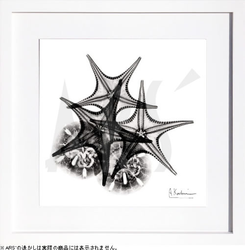 【ライセンスプリント】レントゲンアート XRay 絵画 ポスター アートパネル モダン アート 絵 複製画 版画 抽象画 作品 リトグラフ シルクスクリーン アートフレーム インテリア フレーム付き 壁掛け 北欧 おしゃれアルバート・クーツィール Gray Starfish 2