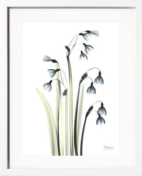 【ライセンスプリント】レントゲンアート XRay 絵画 ポスター アートパネル モダン アート 絵 複製画 版画 抽象画 作品 リトグラフ シルクスクリーン アートフレーム インテリア フレーム付き 壁掛け 北欧 おしゃれアルバート・クーツィール Snowdrop Galanthus