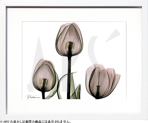 【ライセンスプリント】レントゲンアート XRay 絵画 ポスター アートパネル モダン アート 絵 複製画 版画 抽象画 作品 リトグラフ シルクスクリーン アートフレーム インテリア フレーム付き 壁掛け 北欧 おしゃれアルバート・クーツィール Trio of Tulips II