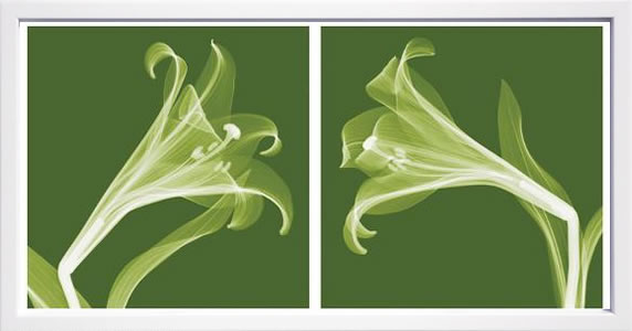 【ライセンスプリント】レントゲンアート XRay 絵画 ポスター アートパネル モダン アート 絵 複製画 版画 抽象画 作品 リトグラフ シルクスクリーン アートフレーム インテリア フレーム付き 壁掛け 北欧 おしゃれスティーブン N.マイヤーズ Lilies [Negative]