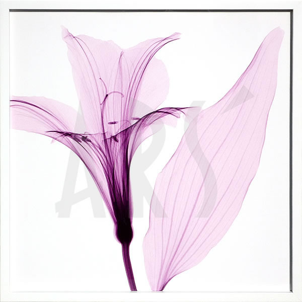 【ライセンスプリント】レントゲンアート XRay 絵画 ポスター アートパネル モダン アート 絵 複製画 版画 抽象画 作品 リトグラフ シルクスクリーン アートフレーム インテリア フレーム付き 壁掛け 北欧 おしゃれスティーブン N.マイヤーズ AlstromeriaIII