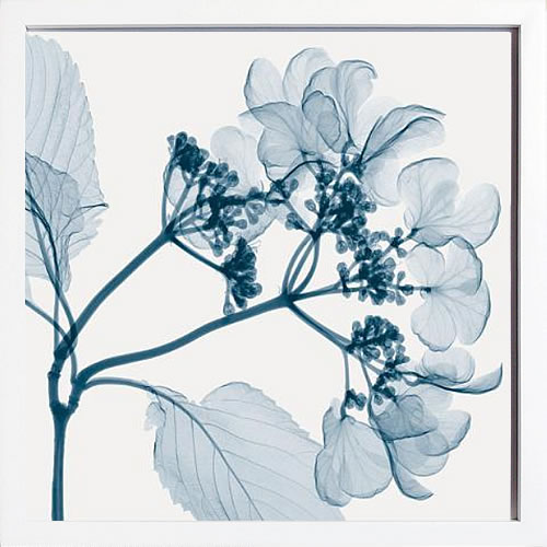 【ライセンスプリント】レントゲンアート XRay 絵画 ポスター アートパネル モダン アート 絵 複製画 版画 抽象画 作品 リトグラフ シルクスクリーン アートフレーム インテリア フレーム付き 壁掛け 北欧 おしゃれスティーブン N.マイヤーズ Hydrangeas - Positive