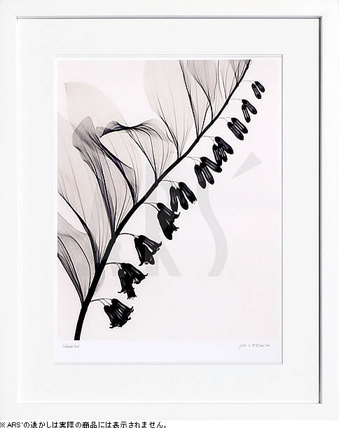 【ライセンスプリント】レントゲンアート XRay 絵画 ポスター アートパネル モダン アート 絵 複製画 版画 抽象画 作品 リトグラフ シルクスクリーン アートフレーム インテリア フレーム付き 壁掛け 北欧 おしゃれジュディス・マクミラン Solomon's Seal