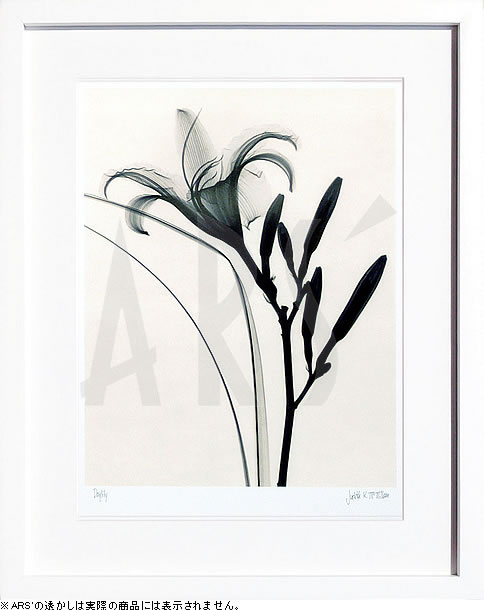 【ライセンスプリント】レントゲンアート XRay 絵画 ポスター アートパネル モダン アート 絵 複製画 版画 抽象画 作品 リトグラフ シルクスクリーン アートフレーム インテリア フレーム付き 壁掛け 北欧 おしゃれジュディス・マクミラン Daylily