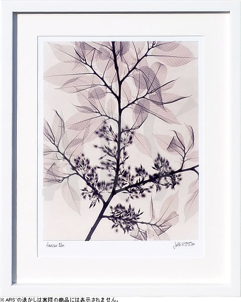 【ライセンスプリント】レントゲンアート XRay 絵画 ポスター アートパネル モダン アート 絵 複製画 版画 抽象画 作品 リトグラフ シルクスクリーン アートフレーム インテリア フレーム付き 壁掛け 北欧 おしゃれジュディス・マクミラン American Elm