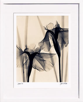 【ライセンスプリント】レントゲンアート XRay 絵画 ポスター アートパネル モダン アート 絵 複製画 版画 抽象画 作品 リトグラフ シルクスクリーン アートフレーム インテリア フレーム付き 壁掛け 北欧 おしゃれジュディス・マクミラン Japanese Iris