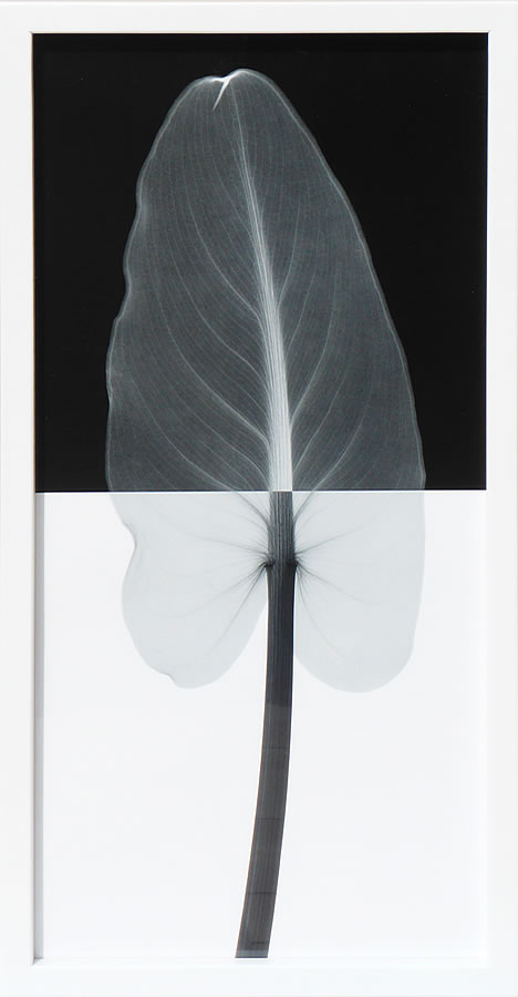 【ライセンスプリント】レントゲンアート XRay 絵画 ポスター アートパネル モダン アート 絵 複製画 版画 抽象画 作品 リトグラフ シルクスクリーン アートフレーム インテリア フレーム付き 壁掛け 北欧 おしゃれスティーブン N.マイヤーズ Calla leafI