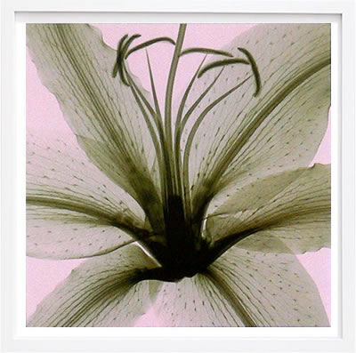 【ライセンスプリント】レントゲンアート XRay 絵画 ポスター アートパネル モダン アート 絵 複製画 版画 抽象画 作品 リトグラフ シルクスクリーン アートフレーム インテリア フレーム付き 壁掛け 北欧 おしゃれスティーブン N.マイヤーズ Lily