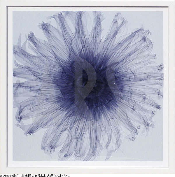 【ライセンスプリント】レントゲンアート XRay 絵画 ポスター アートパネル モダン アート 絵 複製画 版画 抽象画 作品 リトグラフ シルクスクリーン アートフレーム インテリア フレーム付き 壁掛け 北欧 おしゃれスティーブン N.マイヤーズ Dahlia