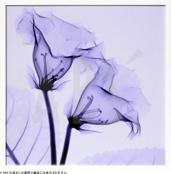 【ライセンスプリント】レントゲンアート XRay 絵画 ポスター アートパネル モダン アート 絵 複製画 版画 抽象画 作品 リトグラフ シルクスクリーン アートフレーム インテリア フレーム付き 壁掛け 北欧 おしゃれスティーブン N.マイヤーズ Gloxinia