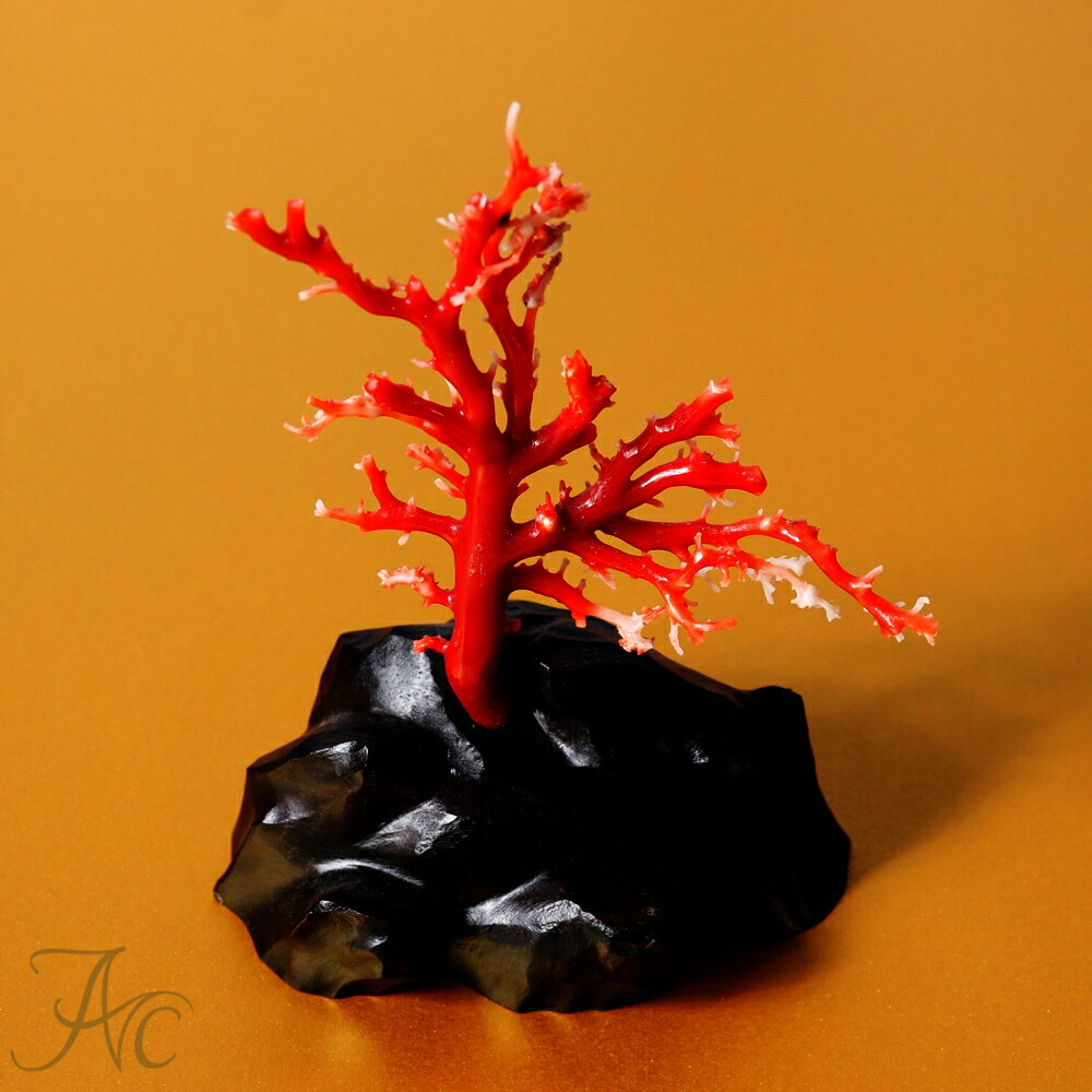1点物 日本産血赤珊瑚『拝見』 3月 誕生石 珊瑚 置物 還暦祝 赤 結婚 35周年 プレゼント 本珊瑚 さんご サンゴ