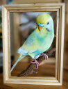 インコちゃん3d リアル 立体 木製置物 インコちゃん時計 3D リアル 立体 オーダー ペット似顔絵 愛犬 犬グッズ 壁掛時計 かわいい似顔絵 立体 手作り ...