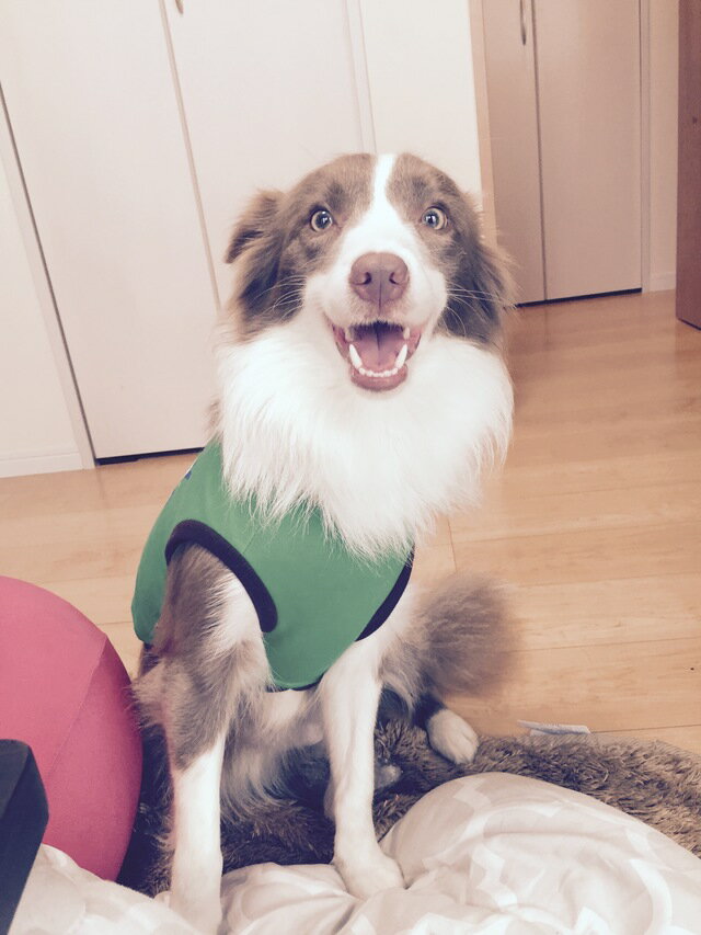 #���������� #3D �ꥢ�� Ω�� #�������� �ڥå� ���� ���鳨 #���� �����å� �ɳݻ��� #���襤������ ���鳨���� Ω�λ��� #������� �ץ쥼��� ���ץ饤�� #���������ᥤ�ɻ���