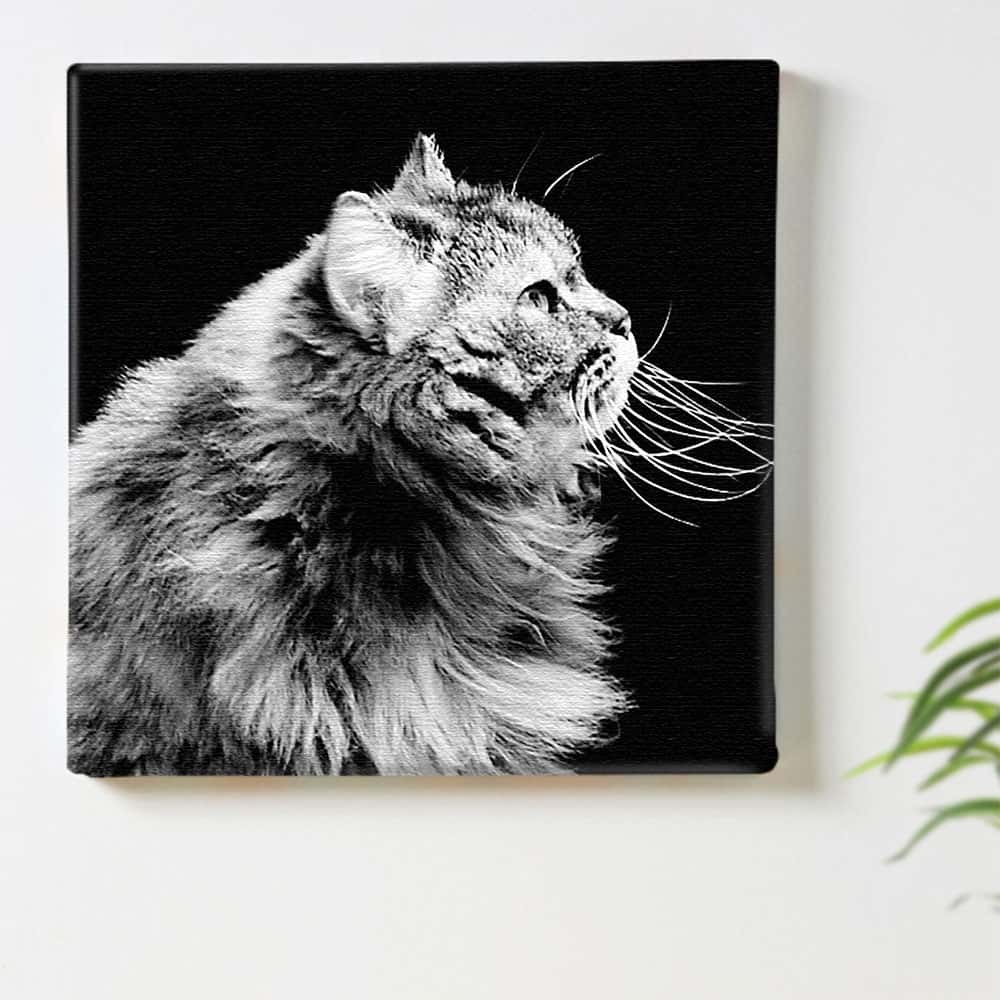 猫 動物 モノクロのインテリア用アートパネル ファブリック パネル ポスター ボード 壁掛け アート 絵 おしゃれ インテリア 玄関 30cm×30cm Mサイズ 【返品保証】