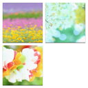 【アートデリ】花の写真のファブリックボードセット インテリア 雑貨 アート mur-0003_mur-0005_mur-0006ファブリック パネル ポスター ボード 壁掛け アート 絵 おしゃれ インテリア 玄関 30cm×30cm Mサイズ 3 枚セット 【返金保証】(3)