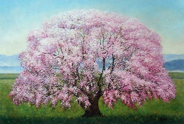 特価油絵 枝垂れ桜　MA572