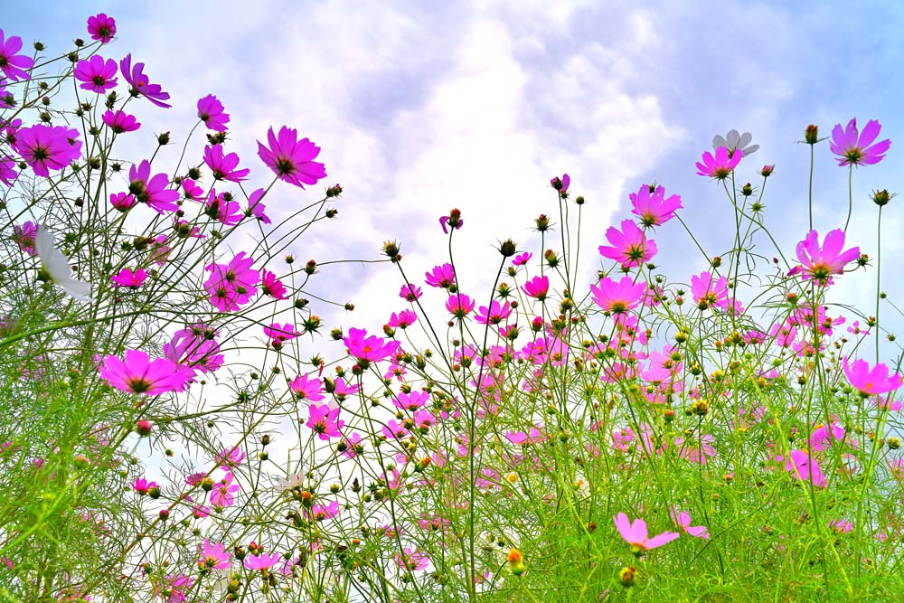 風景写真パネル コスモスと雲 アートパネル グラフィックアート ウォールデコ インテリア 壁飾り 壁掛け 額要らず 模様替え 雰囲気作り 風水 旅の思い出 リビング オフィス 玄関 ボタニカル 花畑 解放感 癒やし おしゃれ OT-002-M20