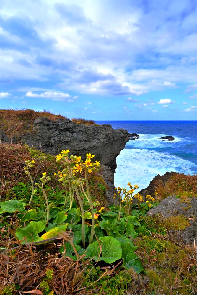 風景写真ポスター 沖永良部島 田皆岬 （たみなみさき） 11 インテリア アートポスター グラフィック ウォールデコ 模様替え 雰囲気作り 風水 オフィス リビング ダイニング 玄関 Okrb-61-A