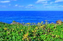 風景写真ポスター 沖永良部島 田皆岬 (たみなみさき) ツワブキ 04 インテリア アートポスター プレゼント ギフト お祝い 結婚 新居 出産 誕生日 入学 ...