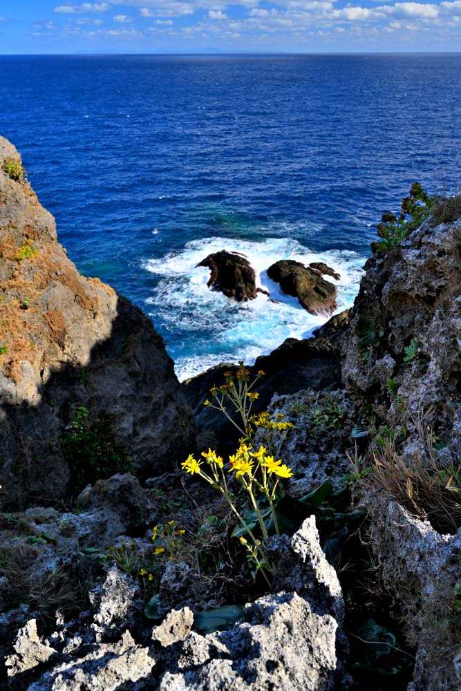 風景写真ポスター 沖永良部島 田皆岬 (たみなみさき) ツワブキ 08 インテリア アートポスター プレゼント ギフト お祝い 結婚 新居 出産 誕生日 入学 ...