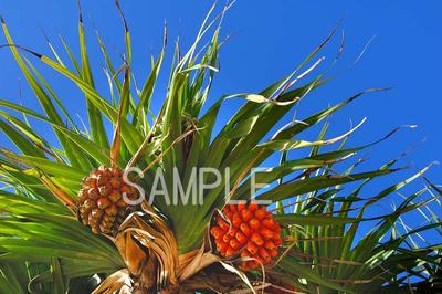 沖縄 北大東島 アダン 4切W 風景写真 4W-254