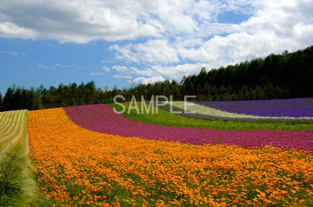 風景写真ポスター 北海道 富良野 ファーム富田 彩りの畑 壁掛け 壁飾り 模様替え 雰囲気作り リビング ダイニング オフィス 玄関 osp-258