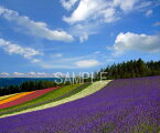 北海道 富良野 ファーム富田 花畑 4切 風景写真 4-260