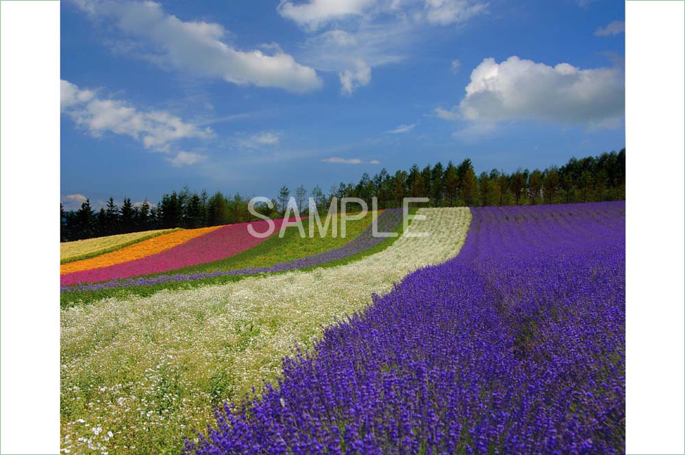 風景写真ポスター 北海道 富良野 ファーム富田 彩りの畑 osp-262