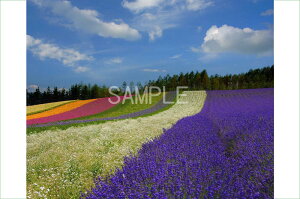 風景写真ポスター 北海道 富良野 ファーム富田 彩りの畑 osp-262